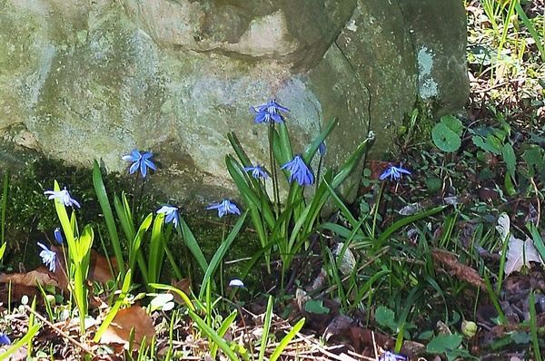 Scilla   067.jpg